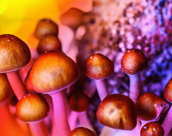 Hallucinogenic mushrooms